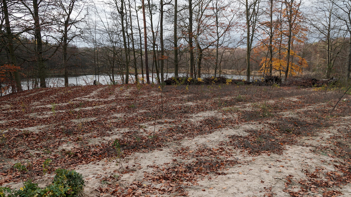 Laub auf Sand am Ufer des Bogensees